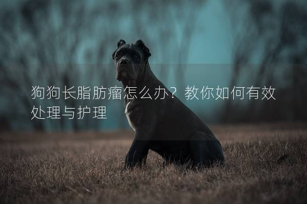 狗狗长脂肪瘤怎么办？教你如何有效处理与护理