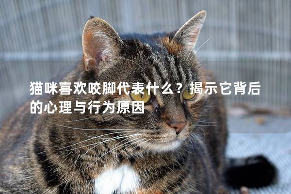 猫咪喜欢咬脚代表什么？揭示它背后的心理与行为原因