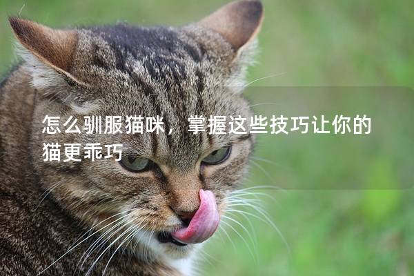 怎么驯服猫咪，掌握这些技巧让你的猫更乖巧