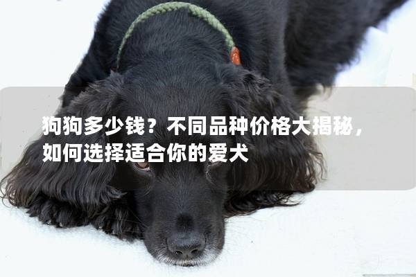 狗狗多少钱？不同品种价格大揭秘，如何选择适合你的爱犬