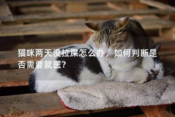 猫咪两天没拉屎怎么办，如何判断是否需要就医？