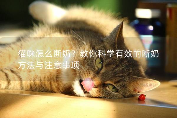 猫咪怎么断奶？教你科学有效的断奶方法与注意事项