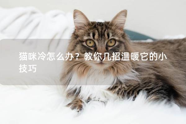 猫咪冷怎么办？教你几招温暖它的小技巧