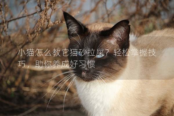 小猫怎么教它猫砂拉屎？轻松掌握技巧，助你养成好习惯