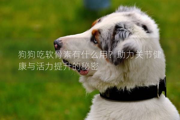 狗狗吃软骨素有什么用？助力关节健康与活力提升的秘密