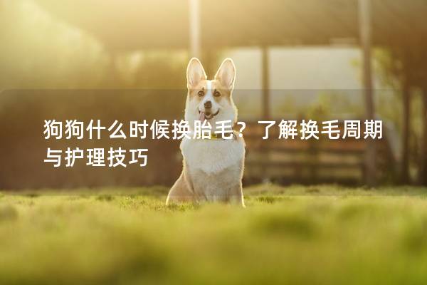 狗狗什么时候换胎毛？了解换毛周期与护理技巧