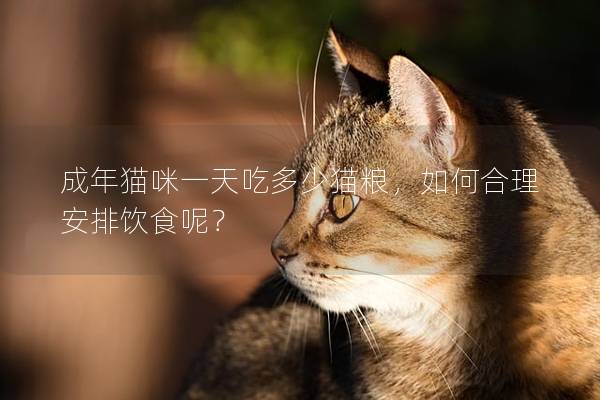 成年猫咪一天吃多少猫粮，如何合理安排饮食呢？