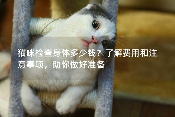 猫咪检查身体多少钱？了解费用和注意事项，助你做好准备