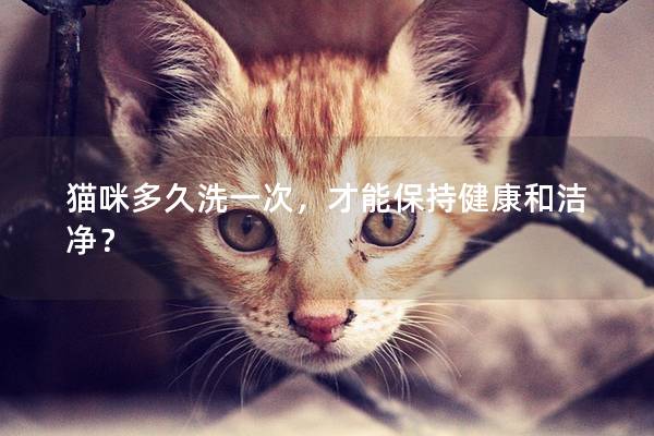 猫咪多久洗一次，才能保持健康和洁净？