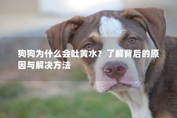 狗狗为什么会吐黄水？了解背后的原因与解决方法