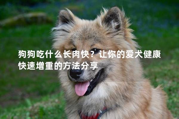 狗狗吃什么长肉快？让你的爱犬健康快速增重的方法分享