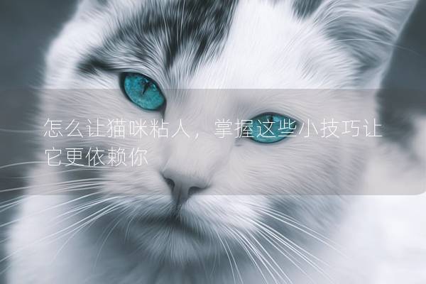 怎么让猫咪粘人，掌握这些小技巧让它更依赖你