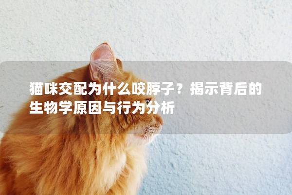 猫咪交配为什么咬脖子？揭示背后的生物学原因与行为分析