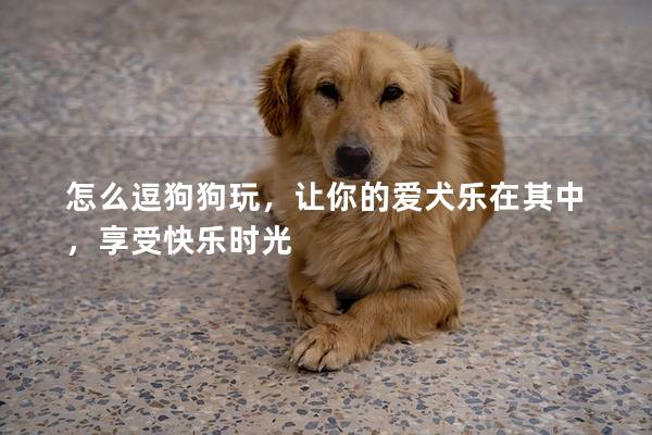 怎么逗狗狗玩，让你的爱犬乐在其中，享受快乐时光