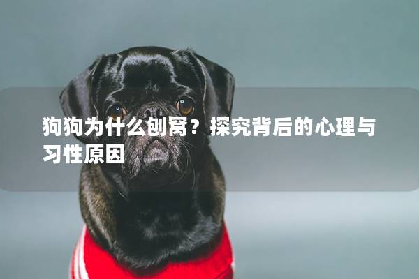 狗狗为什么刨窝？探究背后的心理与习性原因