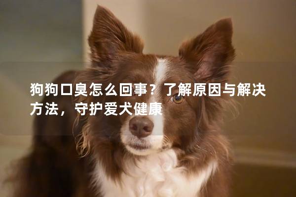 狗狗口臭怎么回事？了解原因与解决方法，守护爱犬健康