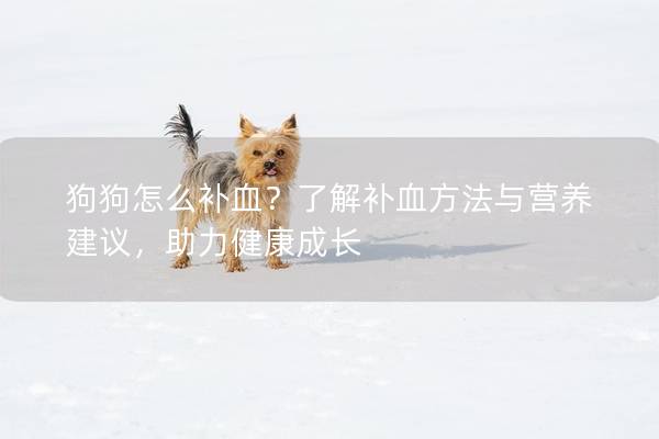 狗狗怎么补血？了解补血方法与营养建议，助力健康成长