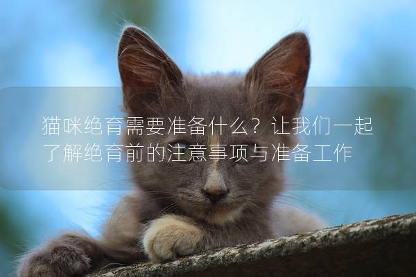 猫咪绝育需要准备什么？让我们一起了解绝育前的注意事项与准备工作