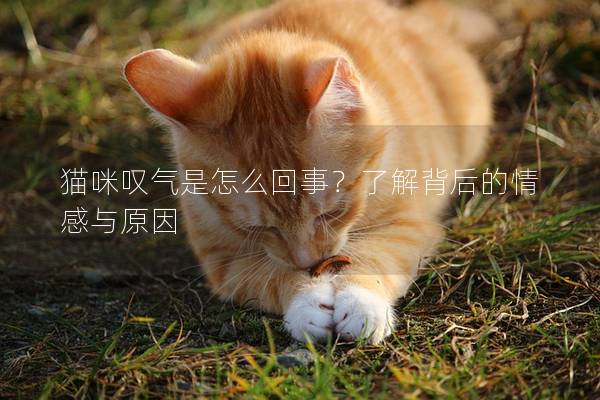 猫咪叹气是怎么回事？了解背后的情感与原因