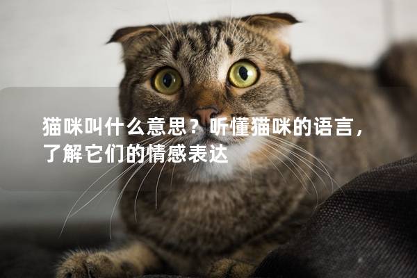 猫咪叫什么意思？听懂猫咪的语言，了解它们的情感表达