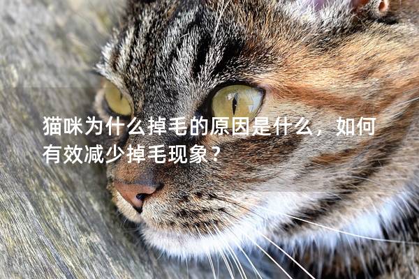 猫咪为什么掉毛的原因是什么，如何有效减少掉毛现象？