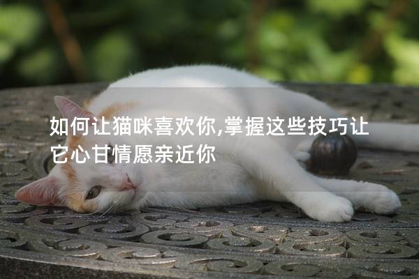 如何让猫咪喜欢你,掌握这些技巧让它心甘情愿亲近你