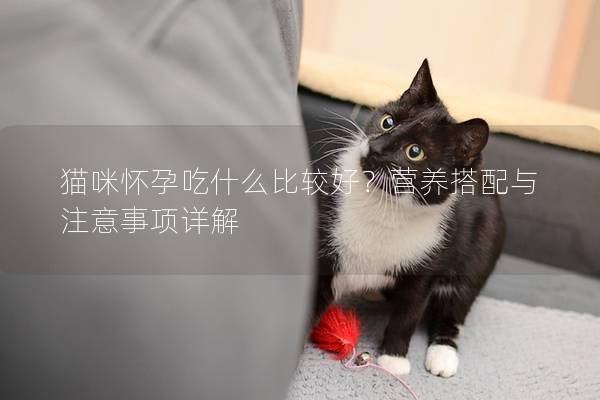 猫咪怀孕吃什么比较好？营养搭配与注意事项详解