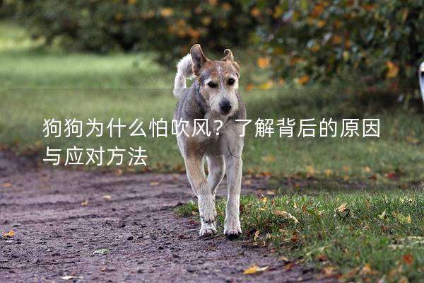 狗狗为什么怕吹风？了解背后的原因与应对方法