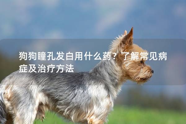 狗狗瞳孔发白用什么药？了解常见病症及治疗方法