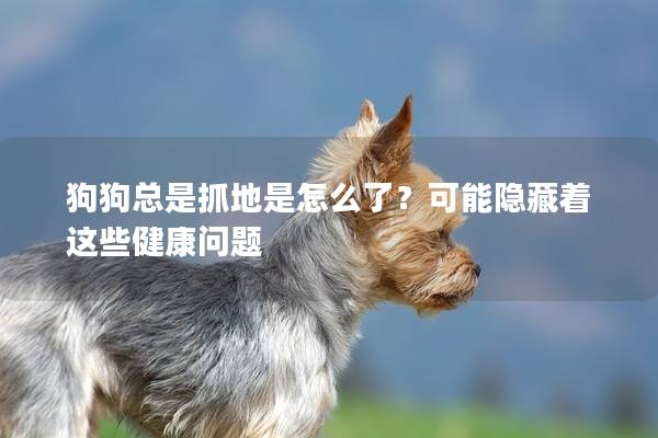 狗狗总是抓地是怎么了？可能隐藏着这些健康问题