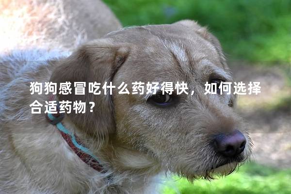 狗狗感冒吃什么药好得快，如何选择合适药物？