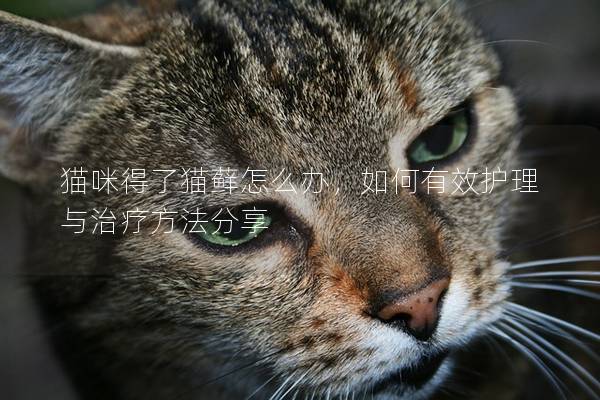 猫咪得了猫藓怎么办，如何有效护理与治疗方法分享