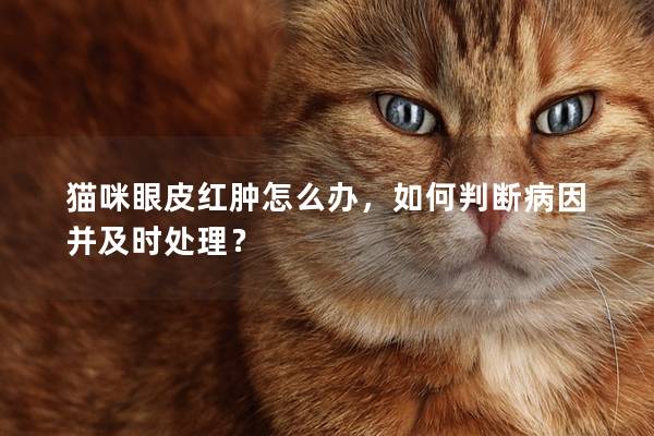 猫咪眼皮红肿怎么办，如何判断病因并及时处理？