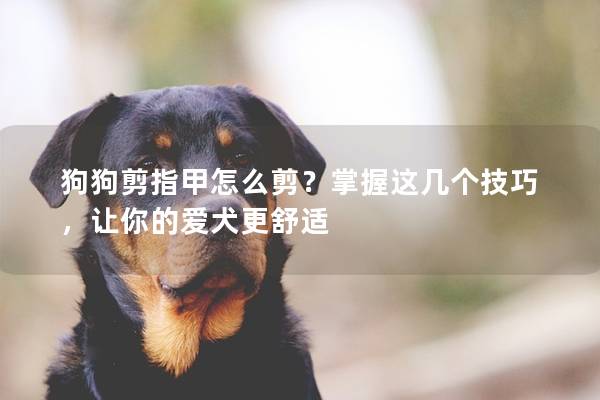 狗狗剪指甲怎么剪？掌握这几个技巧，让你的爱犬更舒适