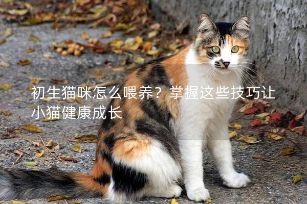 初生猫咪怎么喂养？掌握这些技巧让小猫健康成长