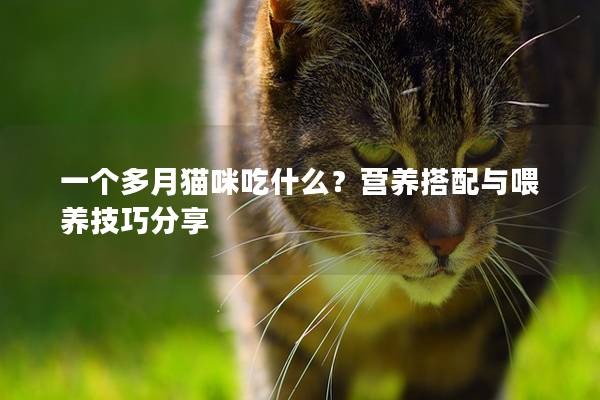 一个多月猫咪吃什么？营养搭配与喂养技巧分享