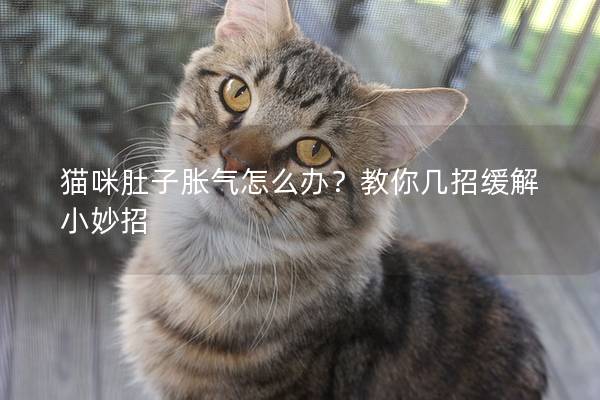 猫咪肚子胀气怎么办？教你几招缓解小妙招