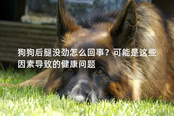 狗狗后腿没劲怎么回事？可能是这些因素导致的健康问题