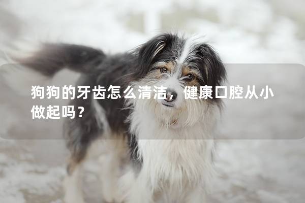 狗狗的牙齿怎么清洁，健康口腔从小做起吗？