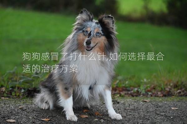 狗狗感冒了打什么针,如何选择最合适的治疗方案