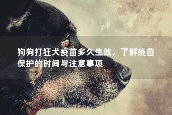 狗狗打狂犬疫苗多久生效，了解疫苗保护的时间与注意事项