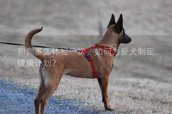 狗狗多久体检一次，如何为爱犬制定健康计划？