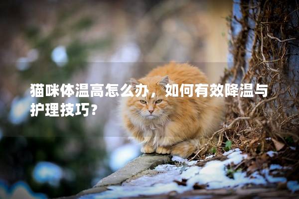 猫咪体温高怎么办，如何有效降温与护理技巧？