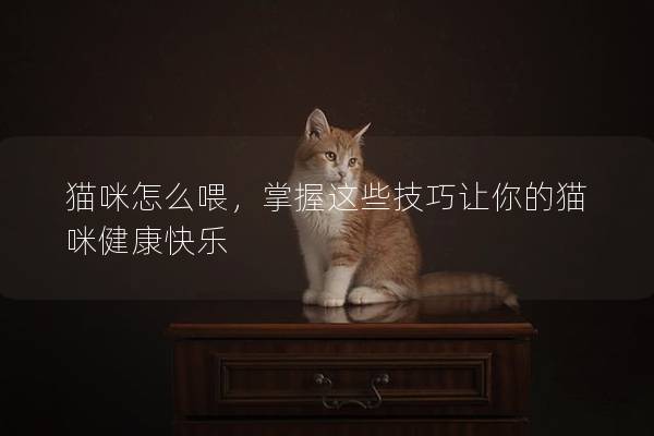 猫咪怎么喂，掌握这些技巧让你的猫咪健康快乐