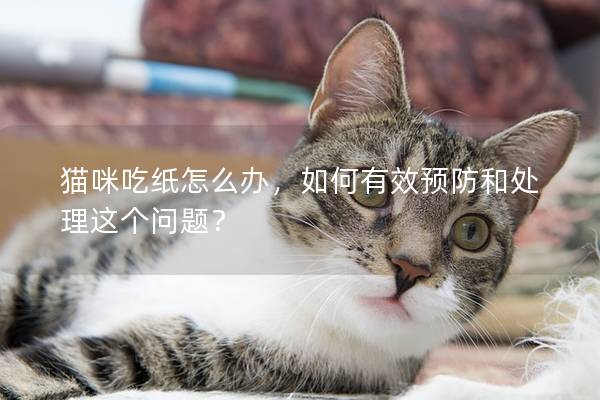 猫咪吃纸怎么办，如何有效预防和处理这个问题？