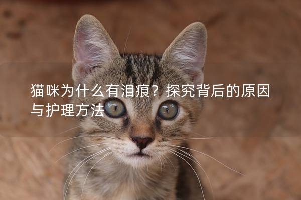 猫咪为什么有泪痕？探究背后的原因与护理方法