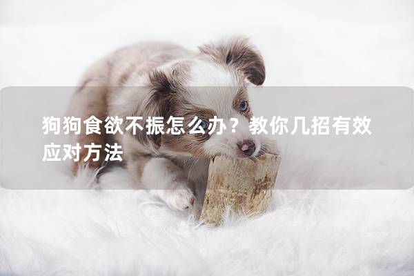 狗狗食欲不振怎么办？教你几招有效应对方法