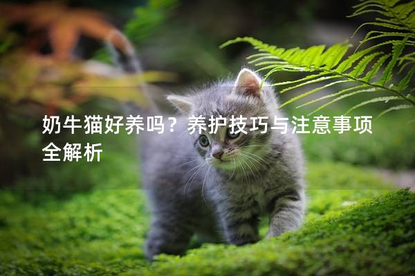 奶牛猫好养吗？养护技巧与注意事项全解析