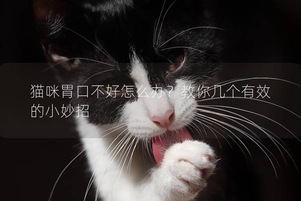 猫咪胃口不好怎么办？教你几个有效的小妙招