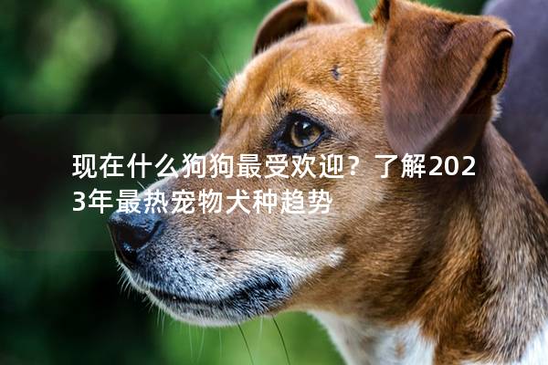 现在什么狗狗最受欢迎？了解2023年最热宠物犬种趋势